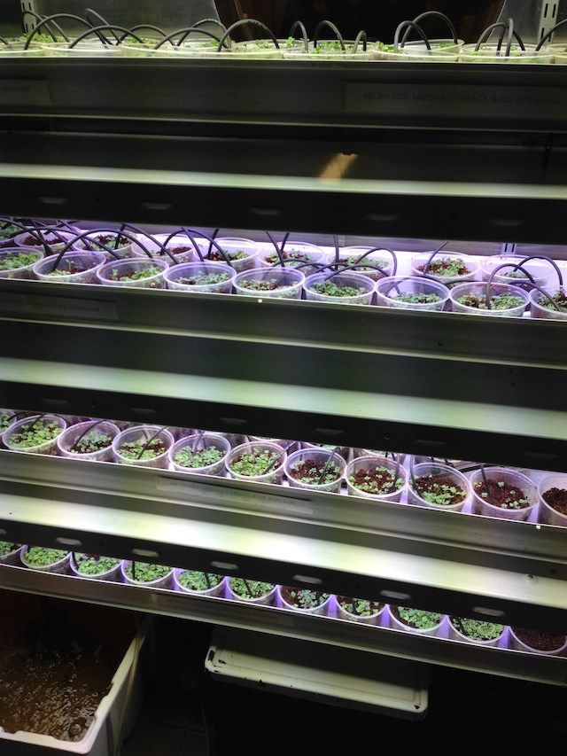 Hydroponic micro greens