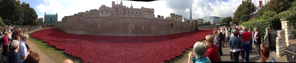 Poppies1